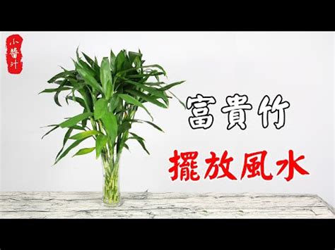 開運 竹|開運竹的魔法：打造家中的招財風水秘訣